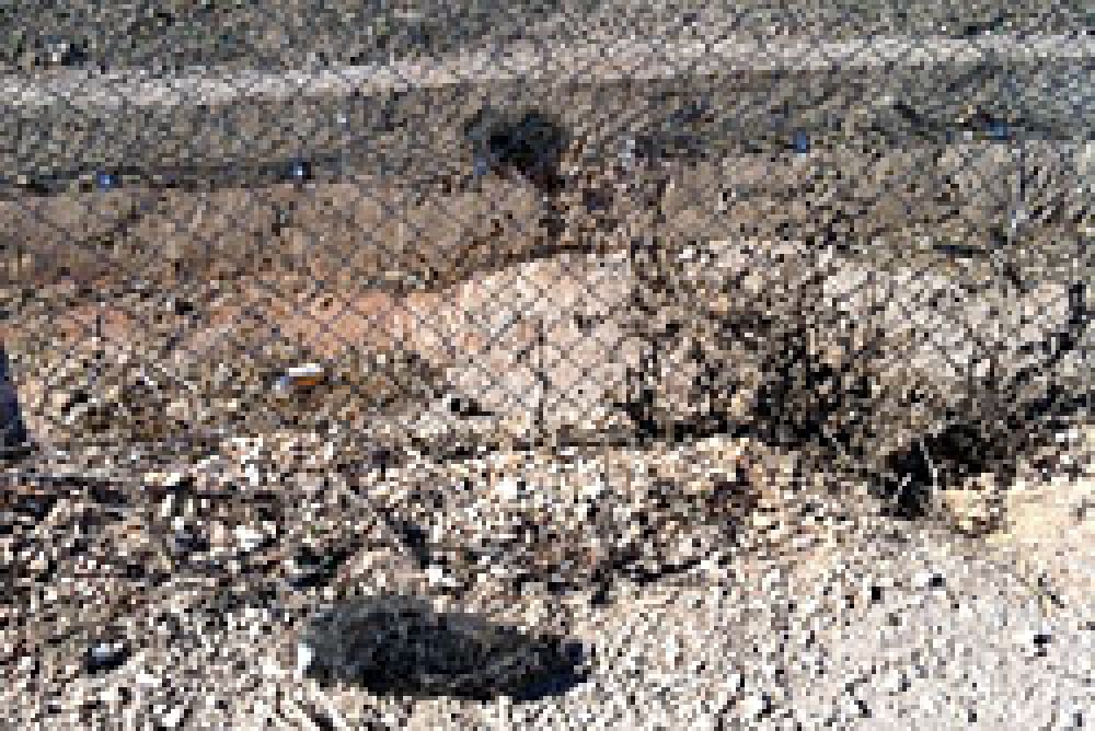 Adif comienza a retirar los restos de conejos muertos por la valla denunciada por la FAC