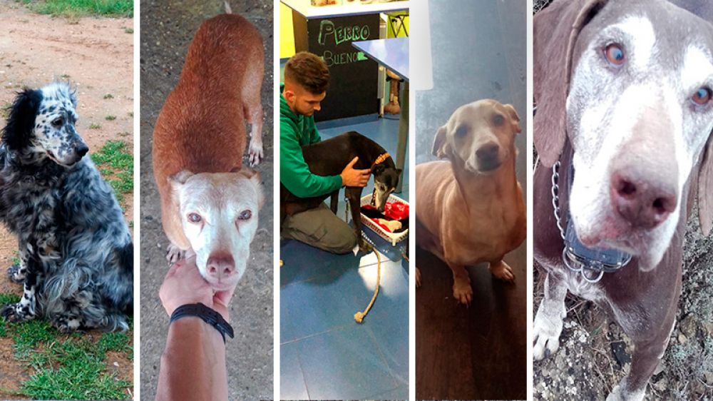 Perros de caza jubilados: una vejez feliz y con los mejores cuidados