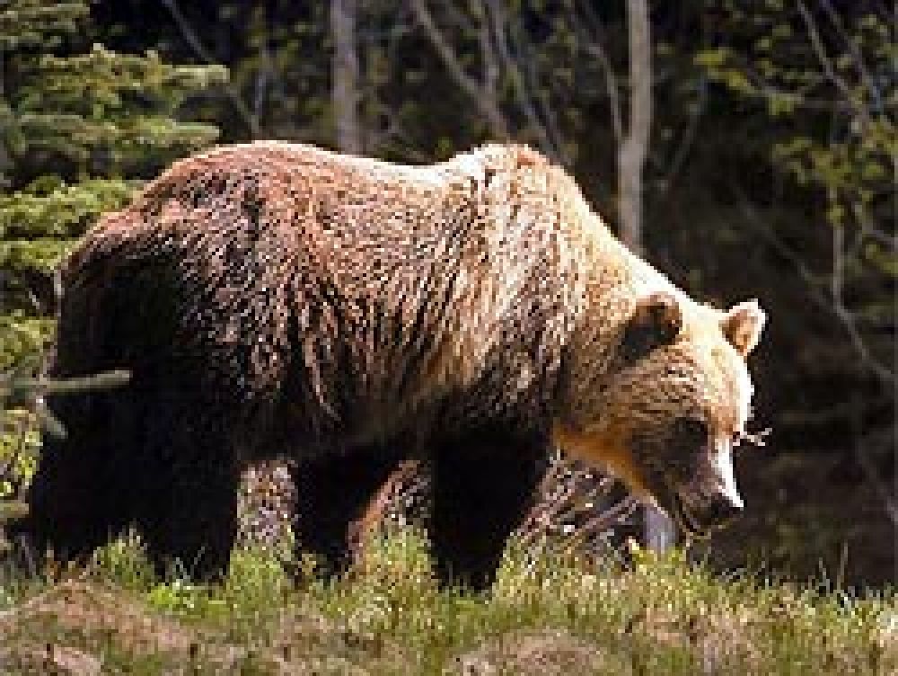 Varios casos de triquinelosis por consumo de carne de oso