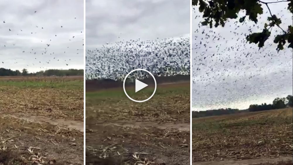 Plaga de palomas torcaces: un sueño para el cazador y pesadilla para el agricultor