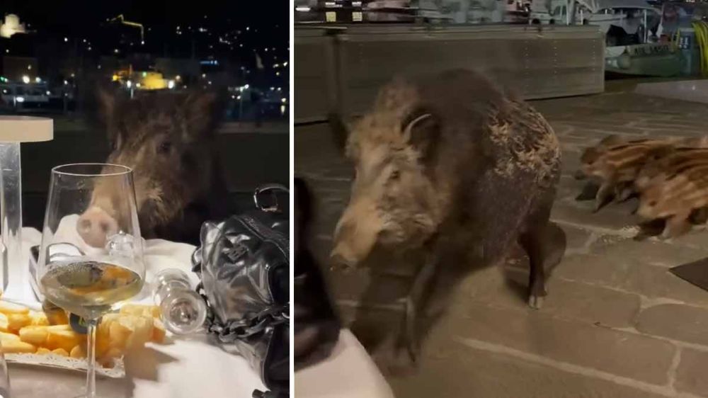 Un descarado jabalí interrumpe la cena a dos turistas para robarles la comida