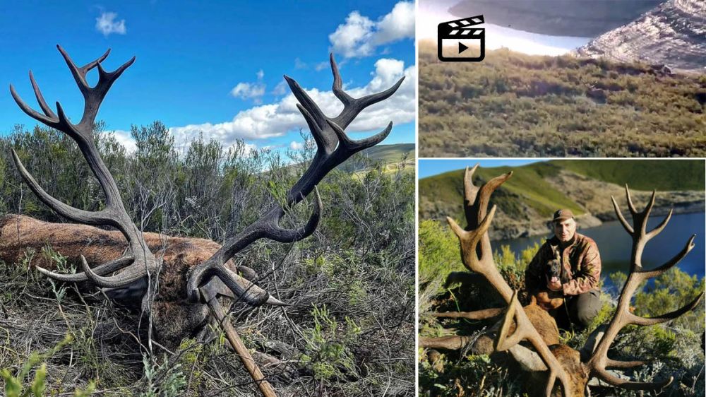 Caza un ciervo medalla de oro en una finca abierta y lo graba en vídeo