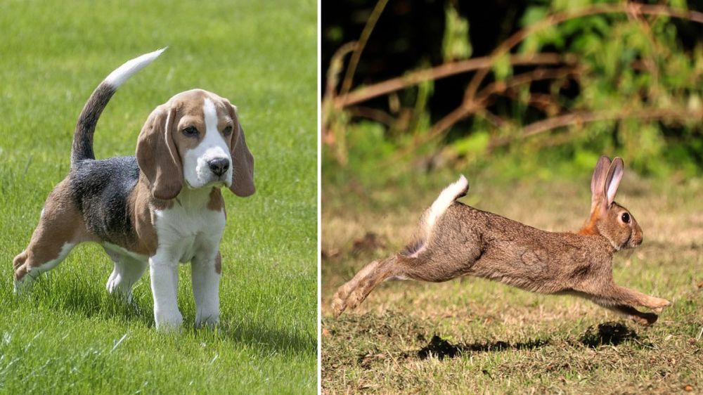 Estos cachorros de pocas semanas ya muestran su pasión innata por la caza del conejo