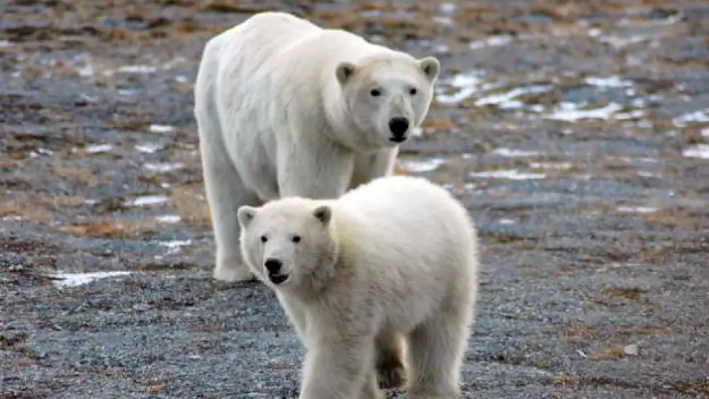 ‘Un oasis’ para las poblaciones de osos polares