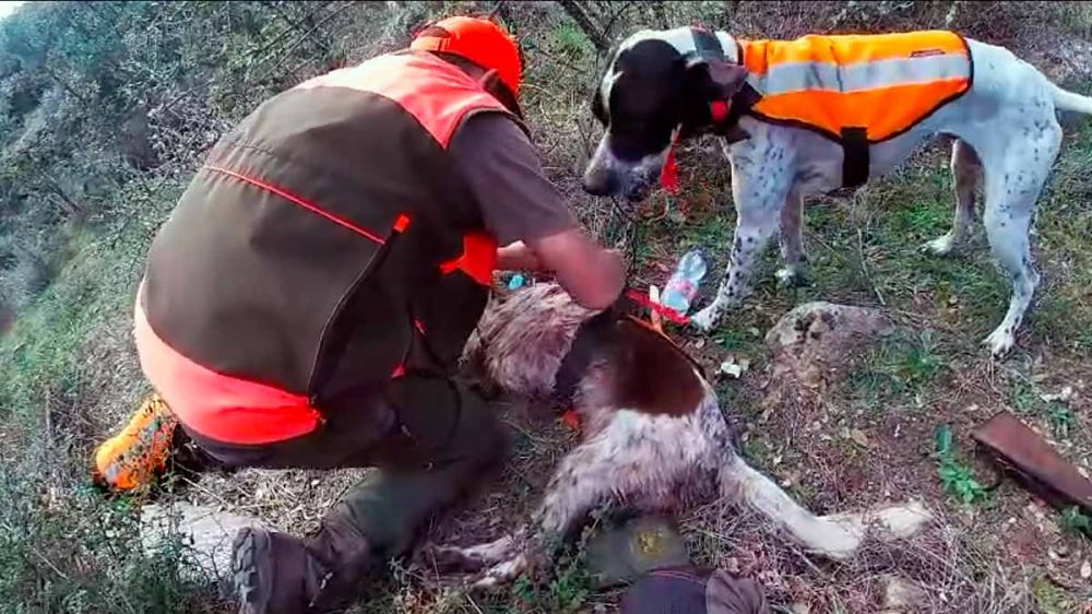 Un cazador le salva la vida a su perro en un vídeo sobrecogedor