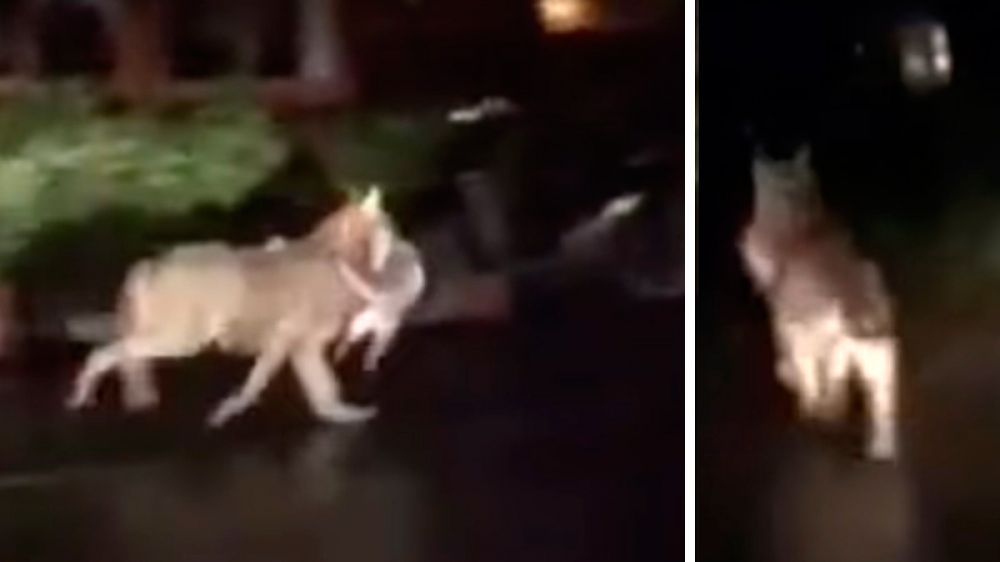 Graban a un lobo que corre con un perro en sus fauces por una ciudad de Italia, donde el Gobierno piensa prohibir su caza