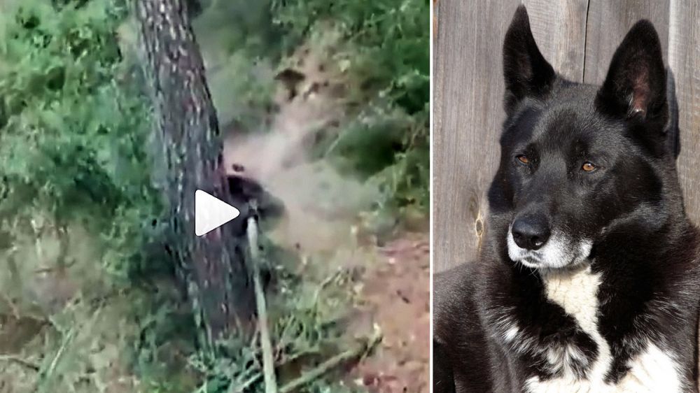 Un peligroso lance de caza con laikas: perros letales con el jabalí