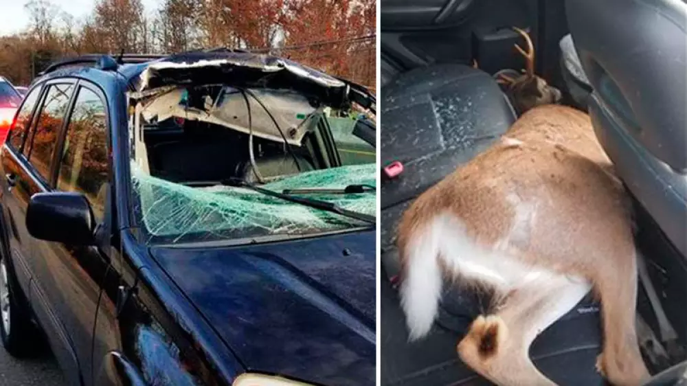 Un ciervo atraviesa el parabrisas y acaba en el asiento trasero del coche