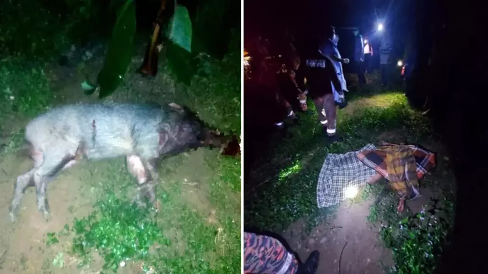 El ataque de un jabalí deja un agricultor muerto y dos heridos