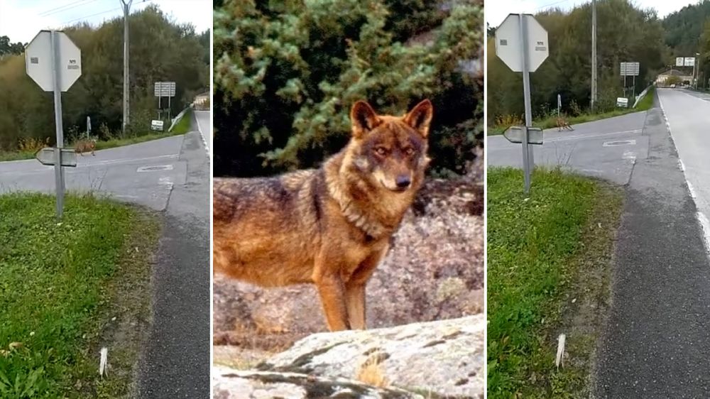 Graban un lobo paseando por una carretera cerca de un pueblo de Lugo