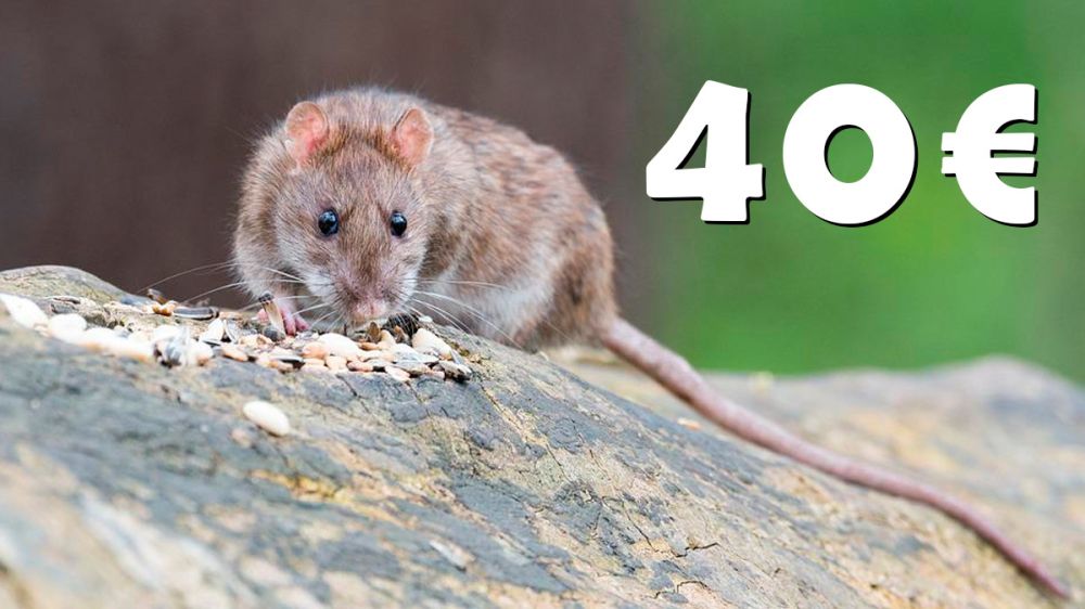 Adopta una rata ‘abandonada’ por 40 €: la última moda animalista