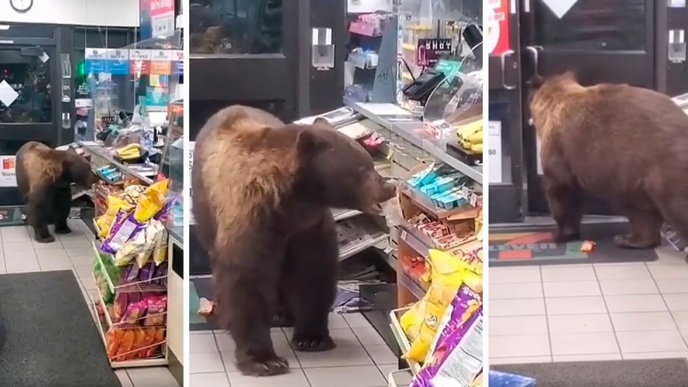 Coge la chocolatina y corre… oso