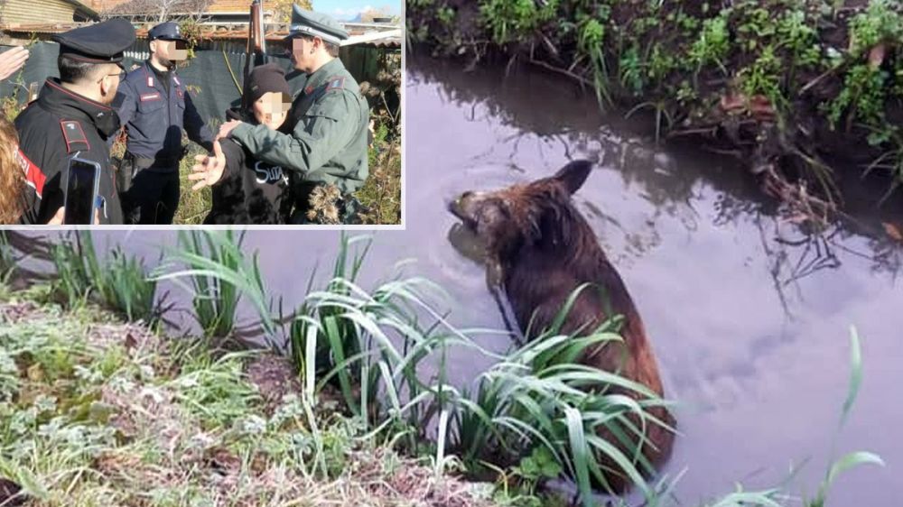 Varios animalistas amenazan a policías y veterinarios que van a sacrificar a un jabalí agonizante