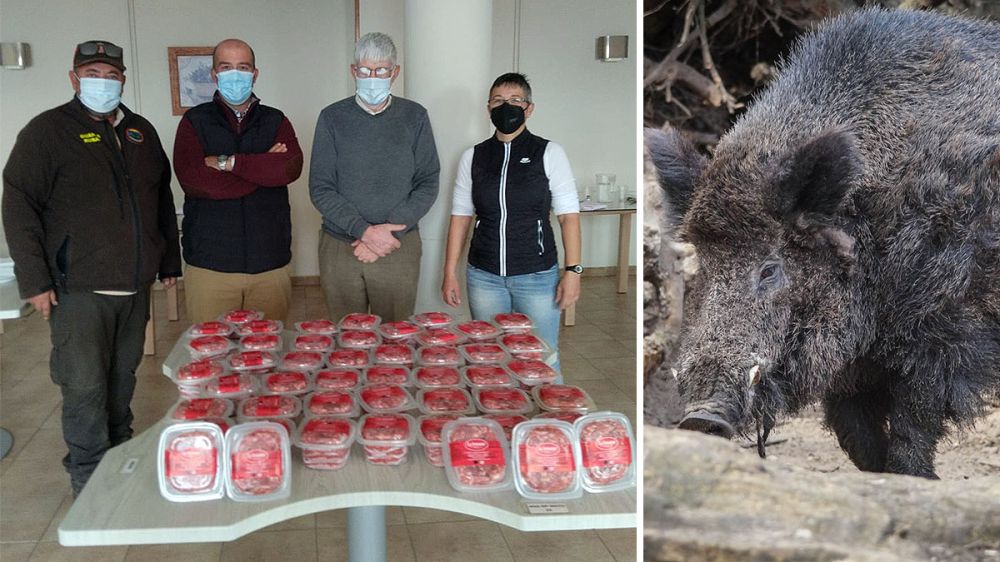 Carne de caza para los colectivos desfavorecidos: jabalíes capturados en jaulas trampa llegan a las mesas benéficas