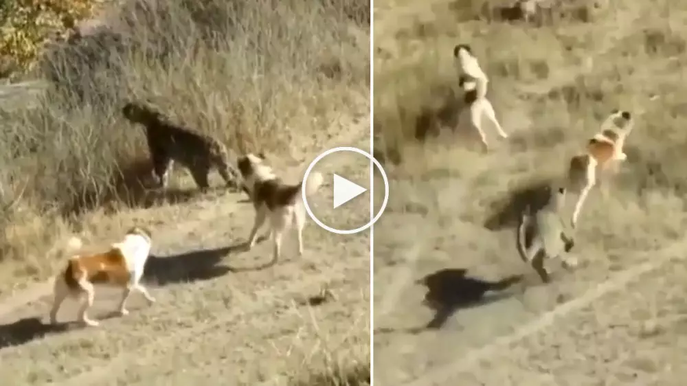 Perros protectores del ganado plantan cara a un gran leopardo