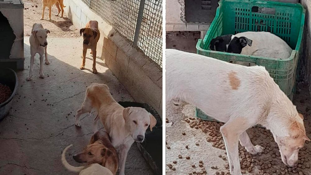 Una protectora alemana denuncia haber sido engañada por su socia española: tenían a los perros en estado de abandono y enfermos
