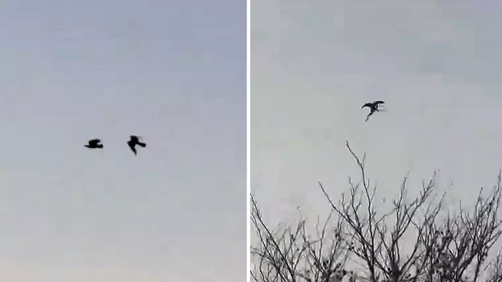 Así caza un halcón a su presa: velocidad y precisión en el ataque