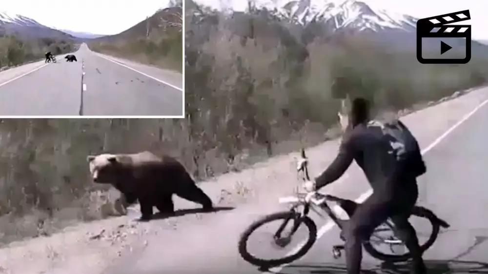 Un oso ataca a un ciclista y se defiende con su propia bicicleta