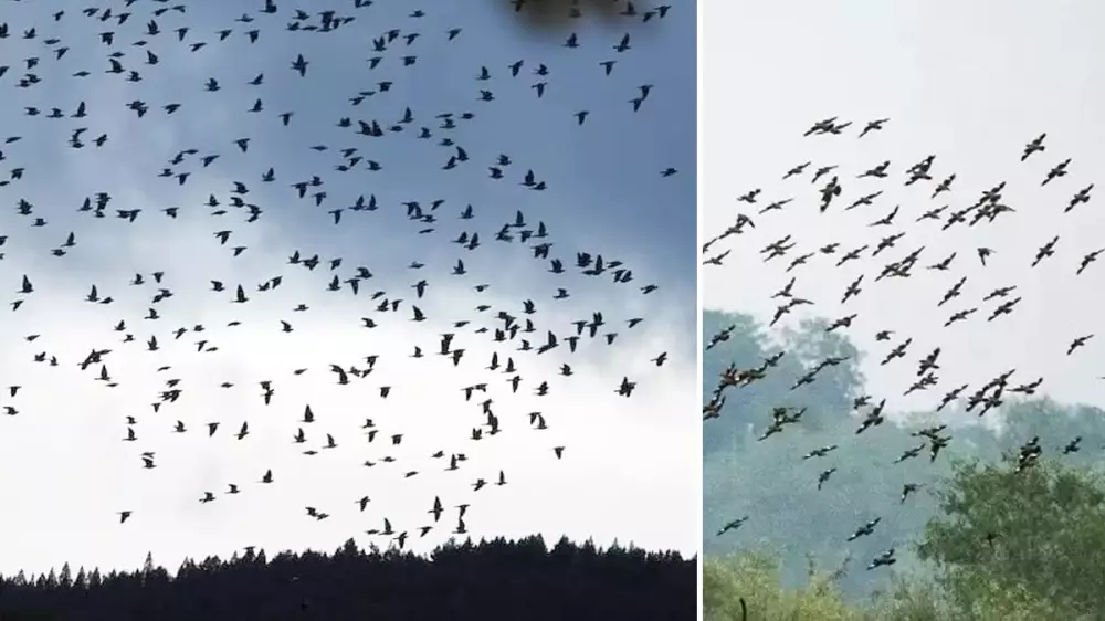 Más de 600.000 palomas torcaces eligen la costa guipuzcoana para acceder a la Península Ibérica