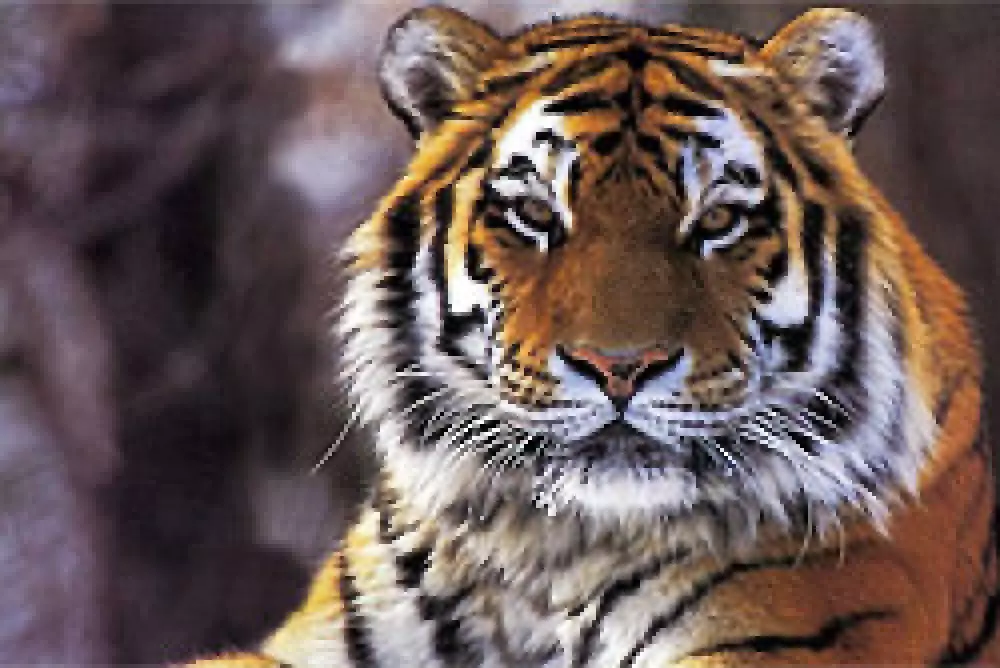 Guerra contra los furtivos de tigres