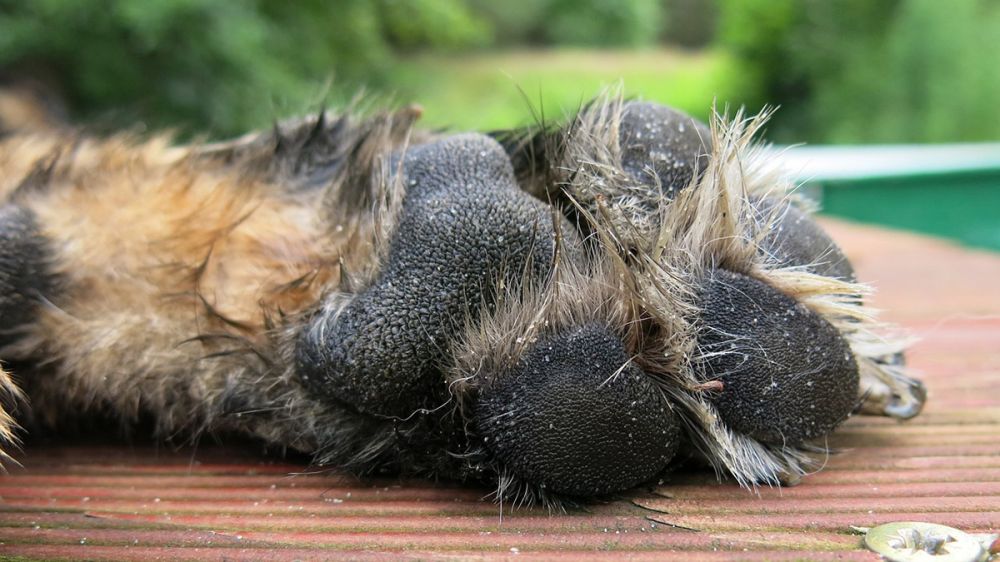 ¿Cómo debemos cuidar de las almohadillas de los perros de caza?