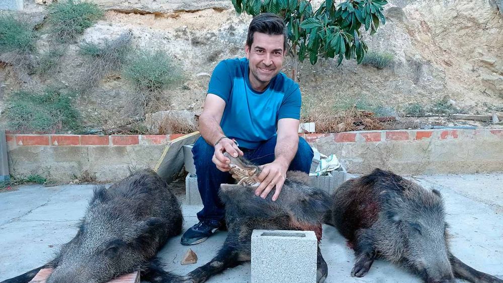 Plaga de jabalíes en la Comunidad Valenciana: un cazador abate tres en tan solo una hora en una zona de cultivos