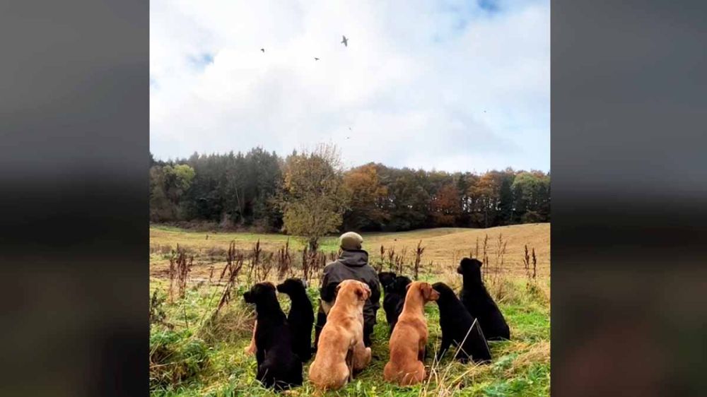 Menudo espectáculo: diez perros de caza esperan pacientemente la hora del cobro de las perdices que pasan por encima de ellos
