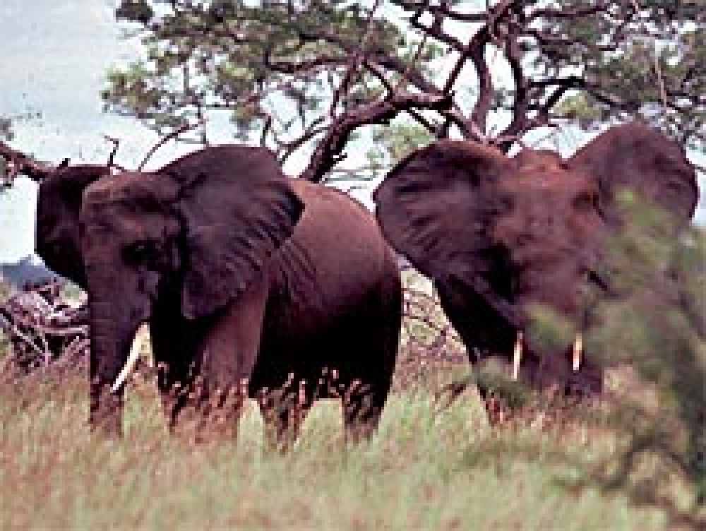 CITES rechaza las solicitudes de Tanzania y Zambia para comercializar marfil procedente del furtivismo