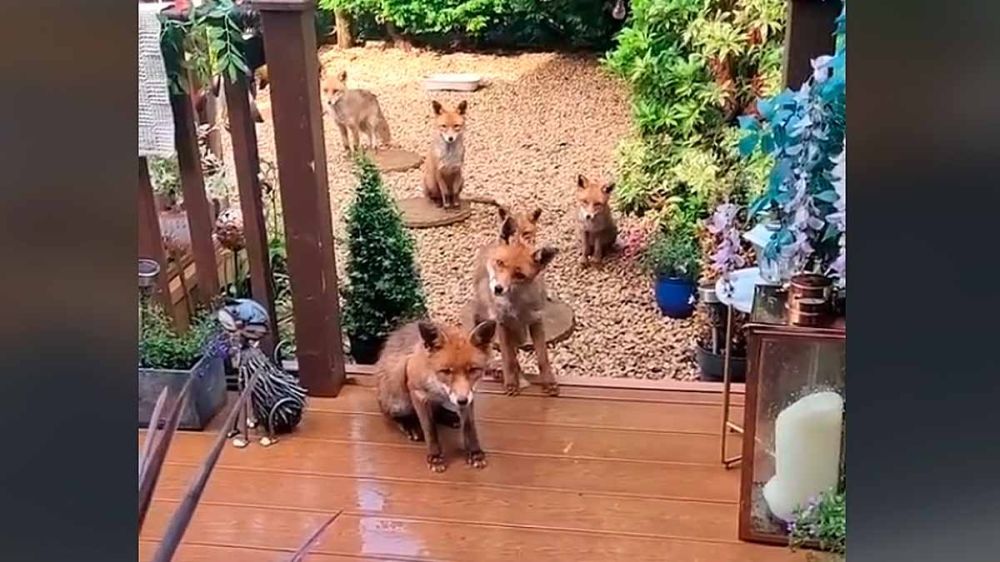 Ocho zorros se agolpan en la puerta de una casa y se hacen famosos gracias a Club de Caza