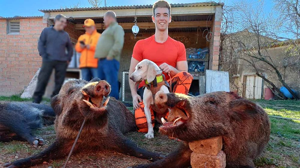 La caza al alcance de todos los bolsillos: abaten en una montería social 4 jabalíes con largos colmillos