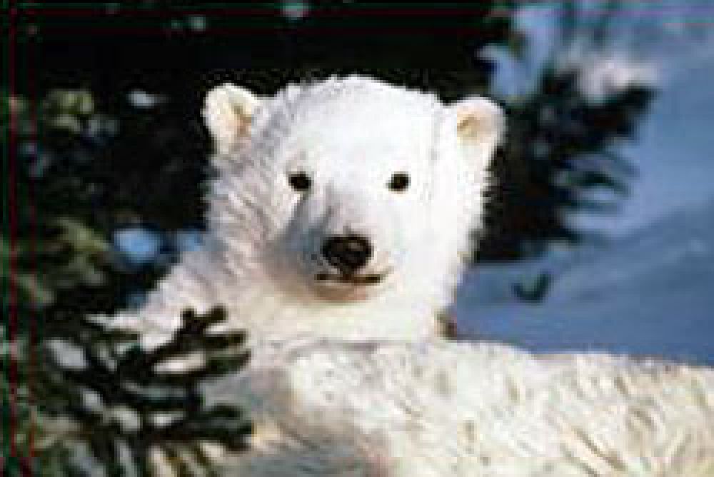 Un estudio de WWF demuestra que el deshielo del Ártico aumenta la mortalidad de las crías de oso polar