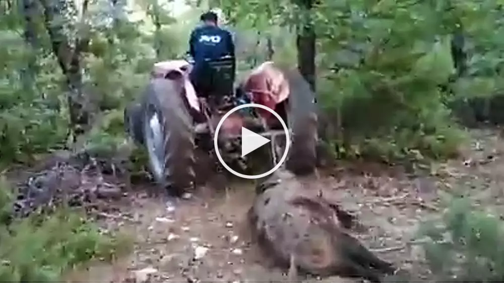 Un tractor para sacar del monte a un enorme jabalí