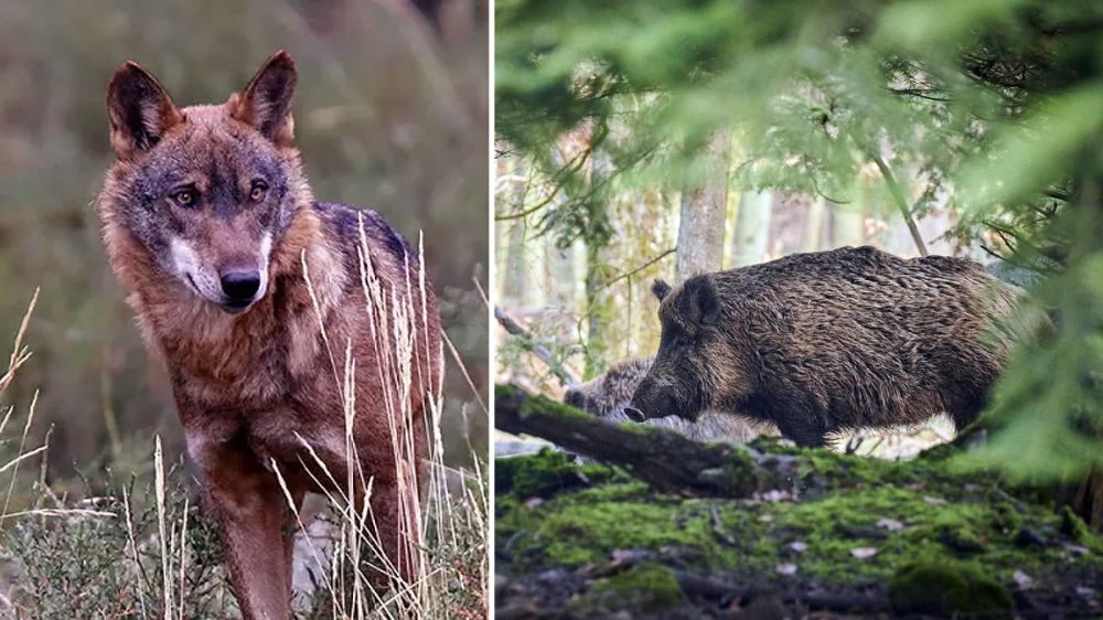 Un jabalí destrozado por los lobos: estos cazadores confirman que el animal estaba malherido