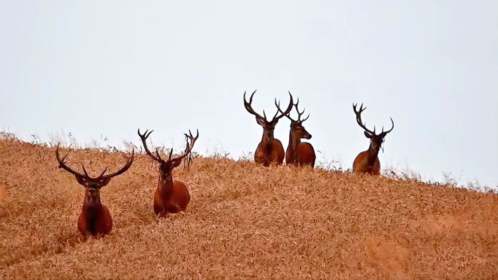 Cinco grandes y majestuosos ciervos en una siembra de cereal