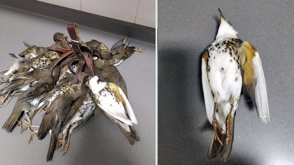 Cazan un zorzal común con un precioso plumaje blanco en un coto de Badajoz