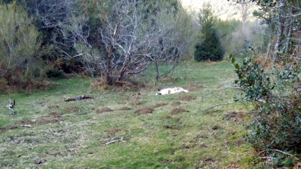 Mueren tres perros de caza envenenados en el Principado de Asturias