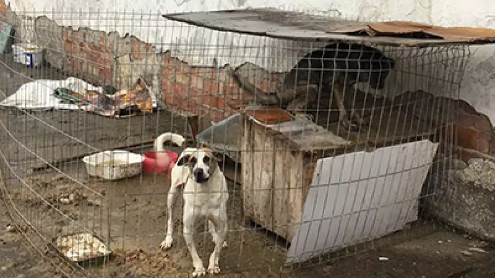 Un animalista recibe miles de euros donados y los perros viven en jaulas entre excrementos