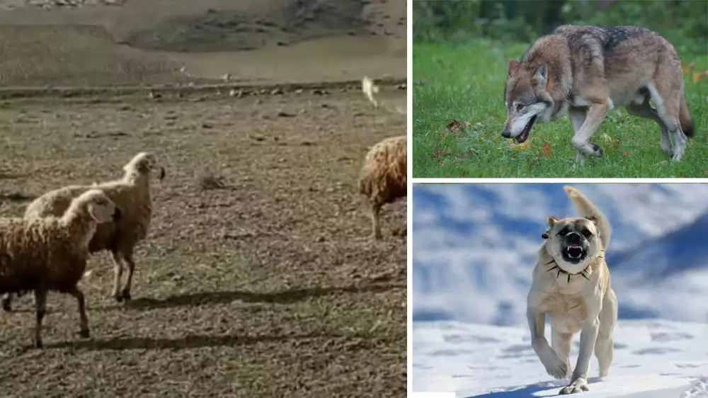 La velocidad de este perro pastor corriendo tras un lobo para proteger el rebaño te sorprenderá