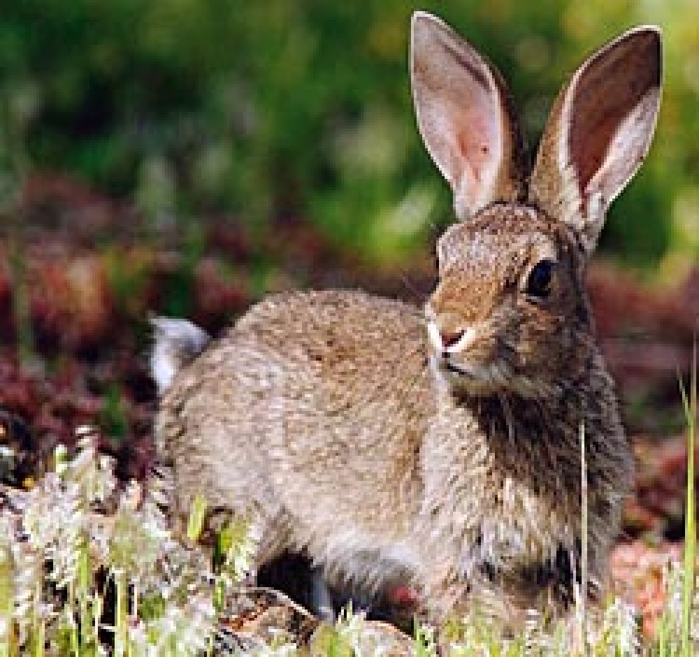 Más conejos sin sueltas ni vacunas