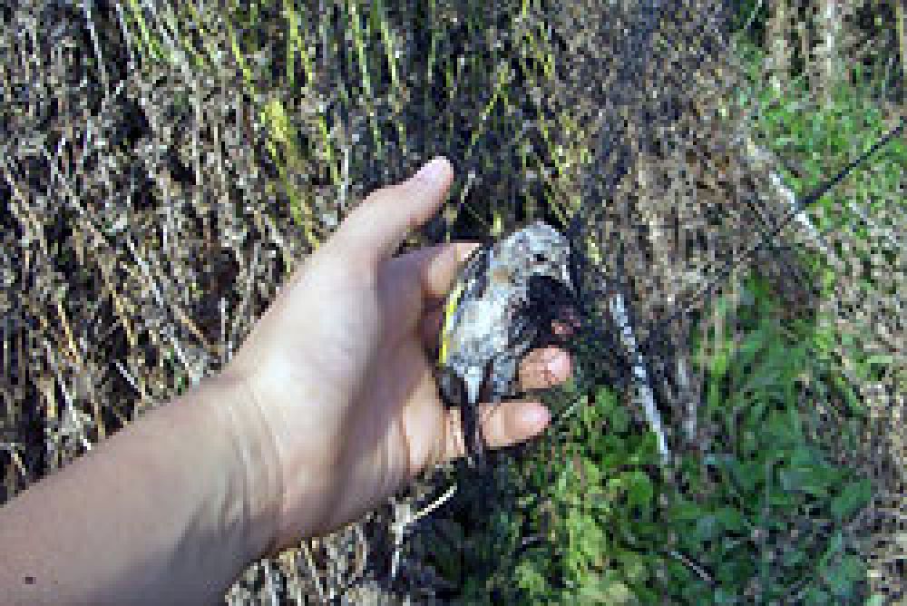 Agentes de Medio Ambiente interceptan a tres furtivos capturando jilgueros
