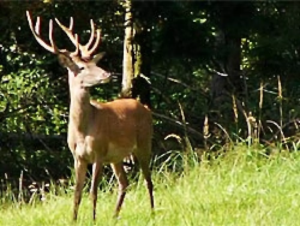 La Federación de CLM expresa el malestar de las Sociedades de Cazadores por el cobro de las tasas veterinarias