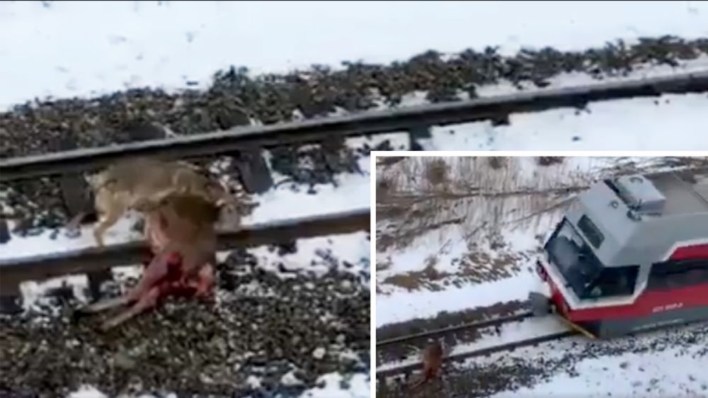 Un tren arrolla a una cierva que acaba de ser cazada por un lobo