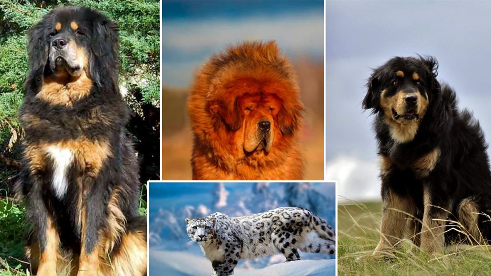 Cuatro perros pastores se enfrentan a un leopardo de las nieves para defender al rebaño que protegen
