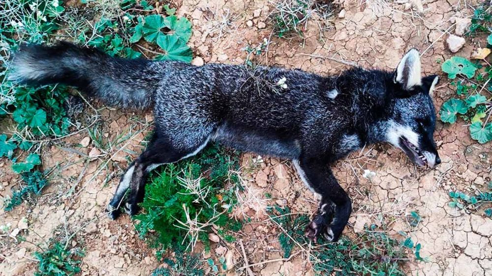 Atropellan a un zorro con el pelaje negro en la provincia de Barcelona
