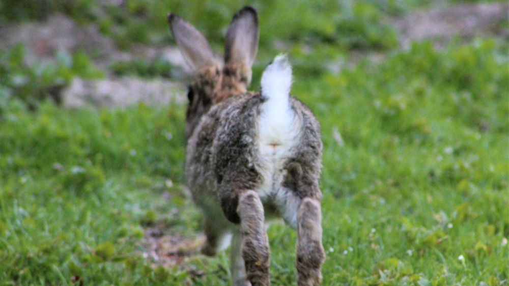 Los conejos gallegos no cuentan apenas con anticuerpos ante la mixomatosis