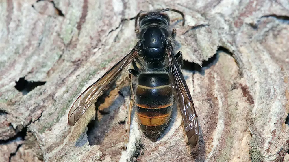 La vespa velutina es una especie alóctona que sigue causando graves daños
