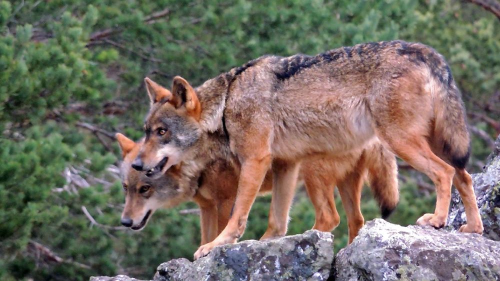 Los ganaderos extremeños denuncian los primeros ataques de lobo a sus rebaños