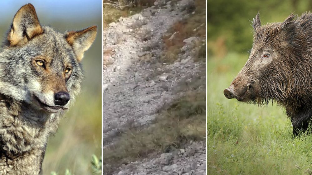 Dos lobos tratan de comerse el jabalí que acaba de abatir un cazador asturiano