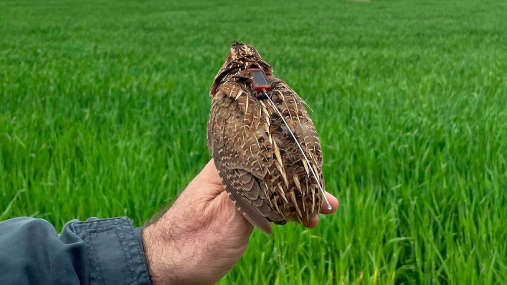 Codornices con GPS
