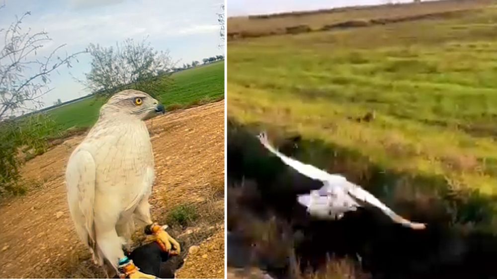 Espectacular lance de un águila de Harris para cazar un conejo